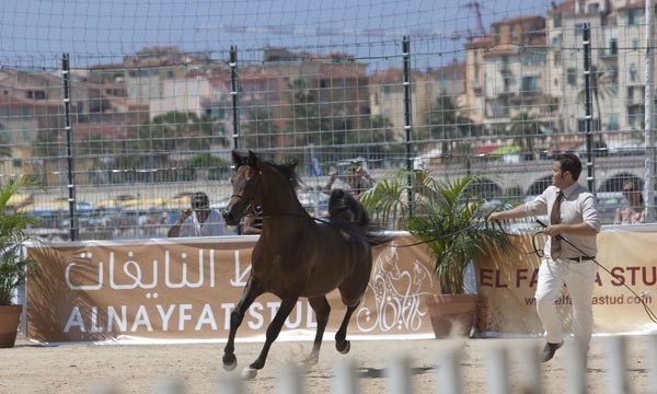 Medditerranean and Arab Countries Arabian Horse Championship | Day 2