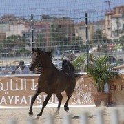 Medditerranean and Arab Countries Arabian Horse Championship | Day 2