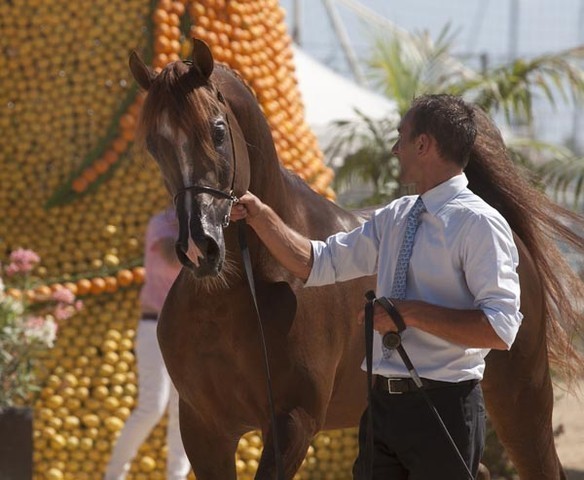 Medditerranean and Arab Countries Arabian Horse Championship | Day 2