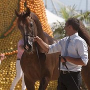 Medditerranean and Arab Countries Arabian Horse Championship | Day 2