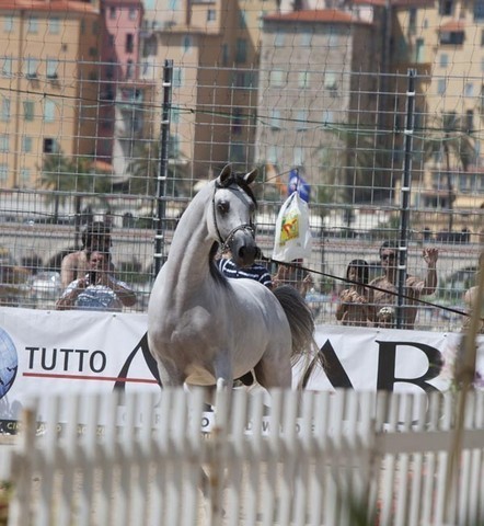 Medditerranean and Arab Countries Arabian Horse Championship | Day 2