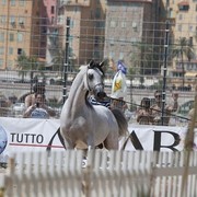 Medditerranean and Arab Countries Arabian Horse Championship | Day 2