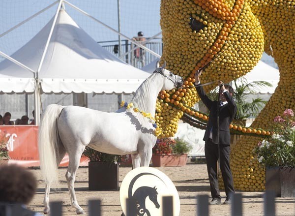 Medditerranean and Arab Countries Arabian Horse Championship | Day 2