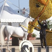 Medditerranean and Arab Countries Arabian Horse Championship | Day 2