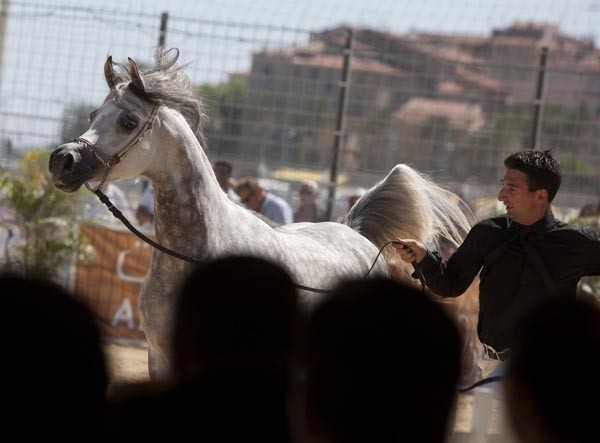 Medditerranean and Arab Countries Arabian Horse Championship | Day 2