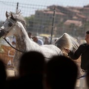 Medditerranean and Arab Countries Arabian Horse Championship | Day 2