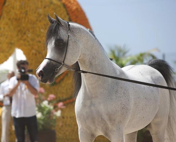 Medditerranean and Arab Countries Arabian Horse Championship | Day 2