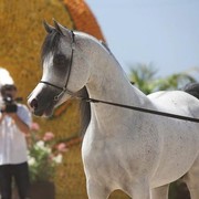 Medditerranean and Arab Countries Arabian Horse Championship | Day 2