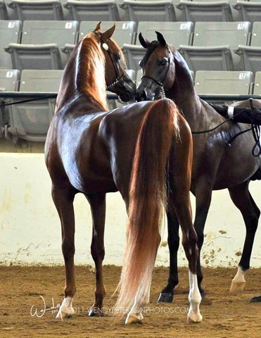 Region 14 Championships, Lexington, Kentucky 2011