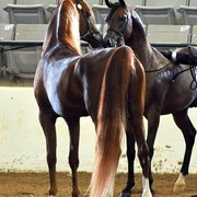Region 14 Championships, Lexington, Kentucky 2011