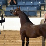 Region 14 Championships, Lexington, Kentucky 2011