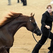 Region 14 Championships, Lexington, Kentucky 2011