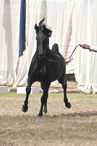 13th International Championship - El Zahraa, Egypt