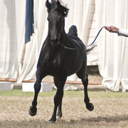 13th International Championship - El Zahraa, Egypt