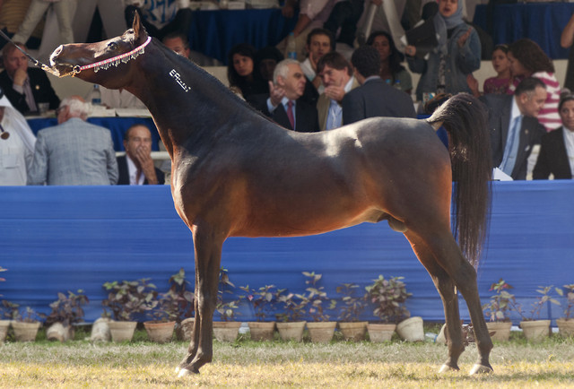 13th International Championship - El Zahraa, Egypt