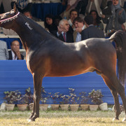 13th International Championship - El Zahraa, Egypt