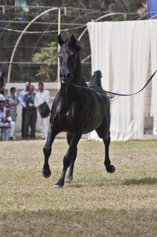13th International Championship - El Zahraa, Egypt