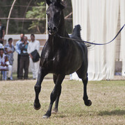 13th International Championship - El Zahraa, Egypt