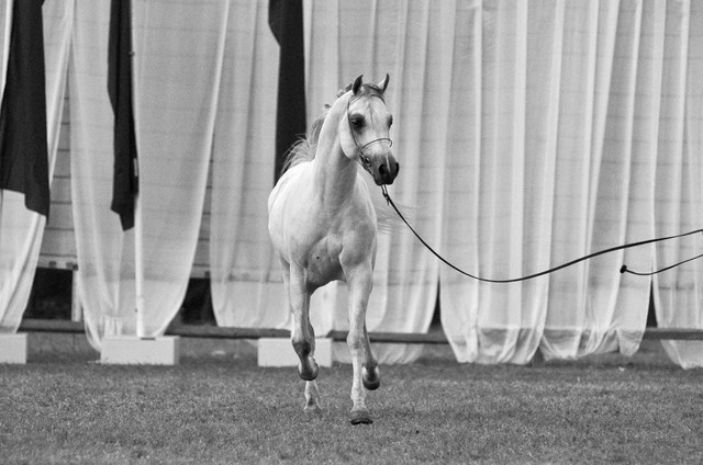 13th International Championship - El Zahraa, Egypt