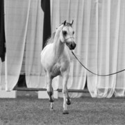 13th International Championship - El Zahraa, Egypt