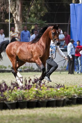 13th International Championship - El Zahraa, Egypt