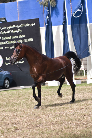 13th International Championship - El Zahraa, Egypt