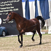 13th International Championship - El Zahraa, Egypt