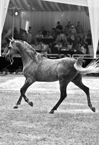 13th International Championship - El Zahraa, Egypt