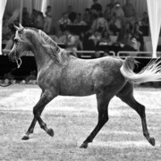 13th International Championship - El Zahraa, Egypt