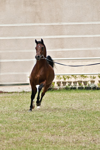 13th International Championship - El Zahraa, Egypt