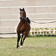 13th International Championship - El Zahraa, Egypt