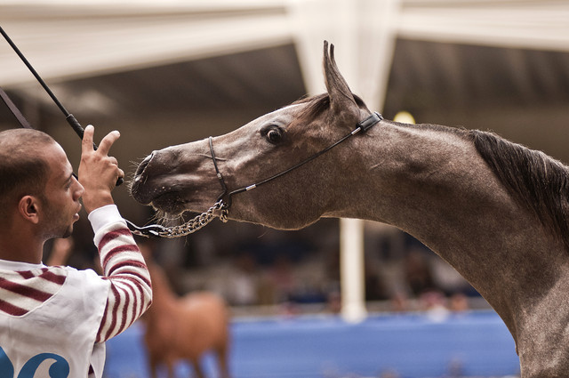 13th International Championship - El Zahraa, Egypt