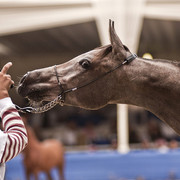 13th International Championship - El Zahraa, Egypt