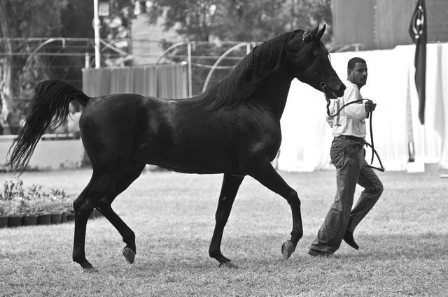 13th International Championship - El Zahraa, Egypt