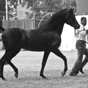 13th International Championship - El Zahraa, Egypt