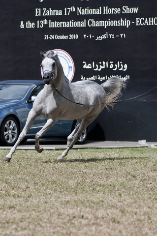 13th International Championship - El Zahraa, Egypt