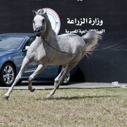 13th International Championship - El Zahraa, Egypt