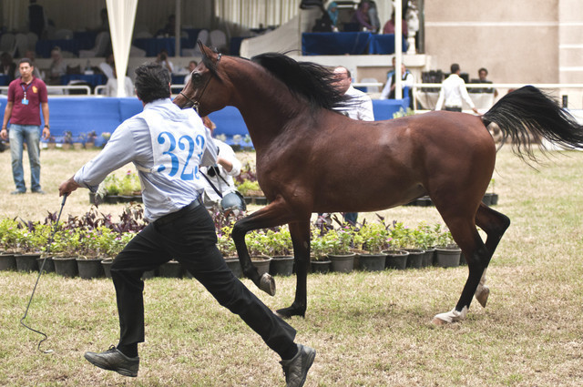 13th International Championship - El Zahraa, Egypt