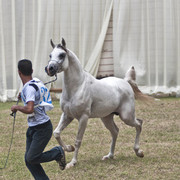 13th International Championship - El Zahraa, Egypt