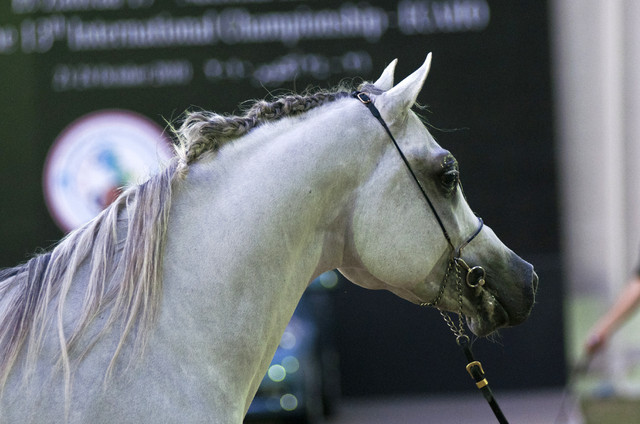 13th International Championship - El Zahraa, Egypt