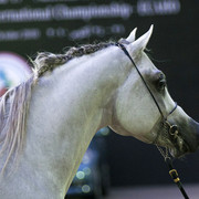 13th International Championship - El Zahraa, Egypt