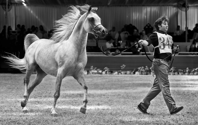 13th International Championship - El Zahraa, Egypt