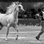 13th International Championship - El Zahraa, Egypt