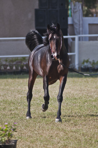 13th International Championship - El Zahraa, Egypt