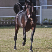 13th International Championship - El Zahraa, Egypt