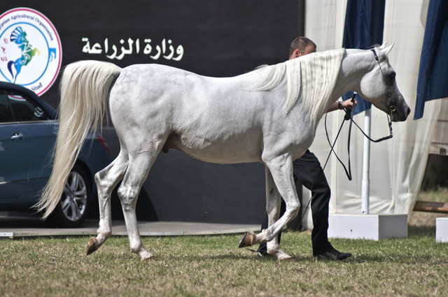 13th International Championship - El Zahraa, Egypt