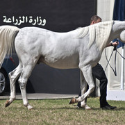 13th International Championship - El Zahraa, Egypt