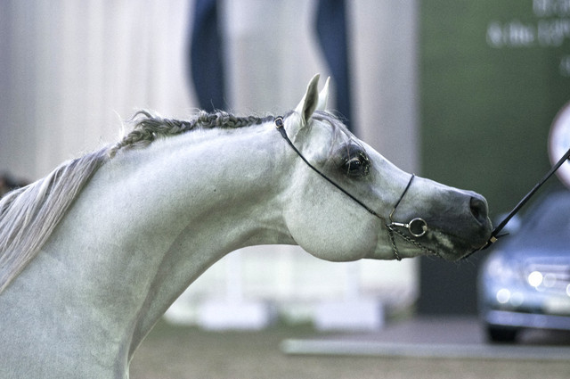 13th International Championship - El Zahraa, Egypt