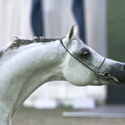 13th International Championship - El Zahraa, Egypt