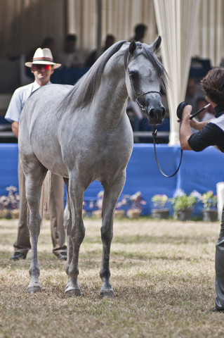 13th International Championship - El Zahraa, Egypt